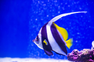 Fototapeta na wymiar Angel fish swimming on the coral reefs in the Red Sea