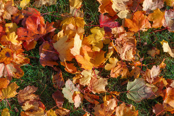 Background of their yellow maple leaves