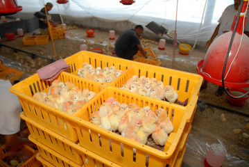 chickens arrived in to a farm