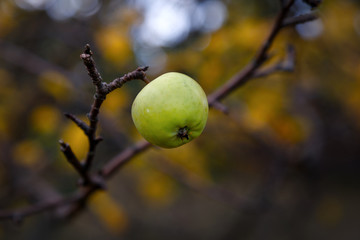 Lonely green wild apple on a bare branch