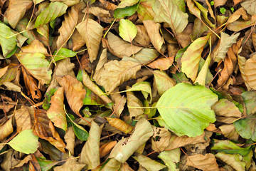 Old autumn foliage lies on the ground. November