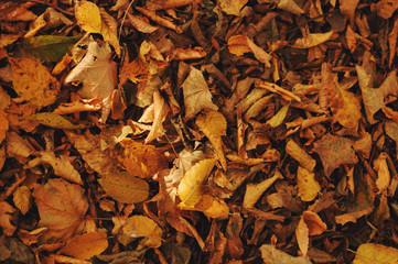 Red and orange autumn leaves background. Outdoor. Colorful backround image of fallen autumn leaves perfect for seasonal use.