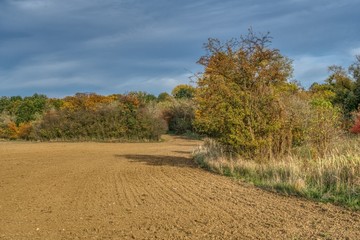 Obraz premium plowed field, protected and sown, autumn rural landscape with fields, forests, groves and bushes