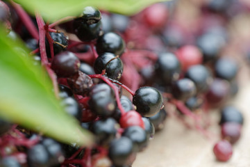 Beeren vom schwarzen Holunder