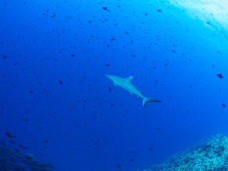 パラオ_コロール_スキューバダイビング