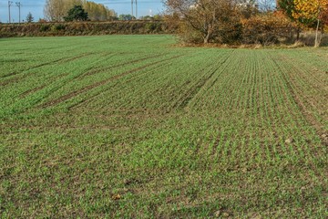 sunny autumn day, winter grain sown in the field by a farmer in the autumn