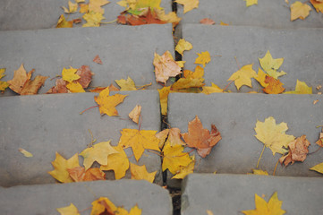 Autumn leaf fall. Yellow leaves on the destroyed old stone steps.