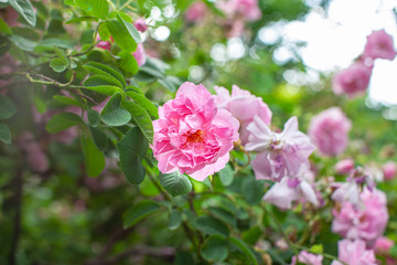 Fototapeta premium rose / cultivars / Rosa damascena trigintipetala / ロサ ダマスケナ トリギンティペタラ