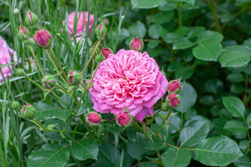 rose / cultivars / Dan Poncet / ダンポンセ