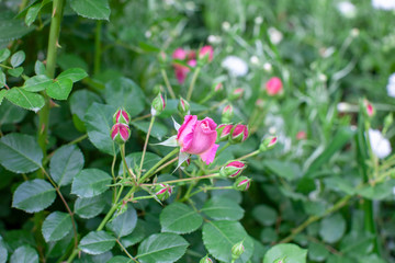 Obraz na płótnie Canvas rose / cultivars / Dan Poncet / ダンポンセ