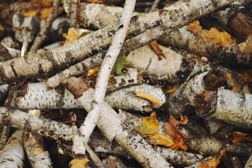 Pile of chopped firewood birch
