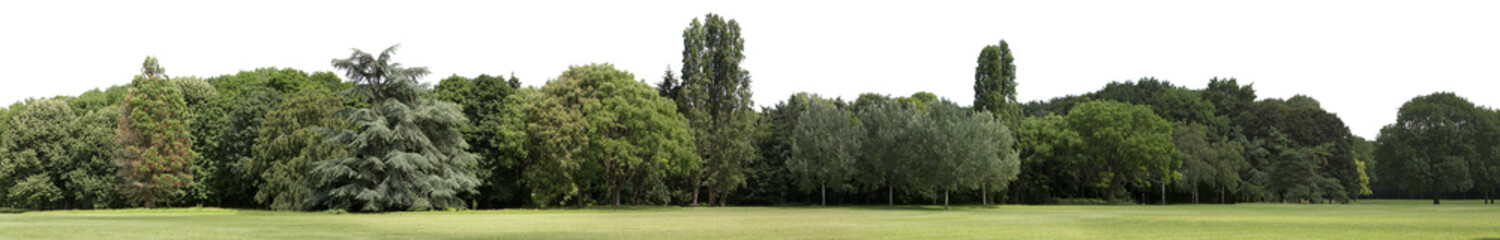 Fototapeta na wymiar Very high definition Treeline isolated on a white background