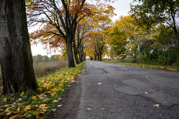 Empty road view between trees on a sunny day. Journey in autumn time.
