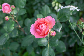 rose / cultivars / Francis Blaise / フランシスブレイズ