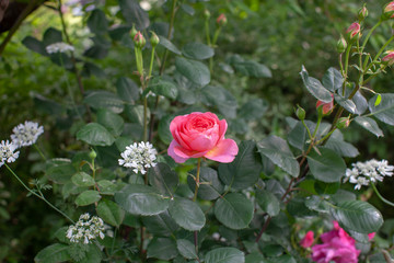 rose / cultivars / Amandine Chanel / アマンディーン シャネル