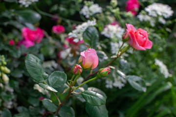 Obraz na płótnie Canvas rose / cultivars / Amandine Chanel / アマンディーン シャネル