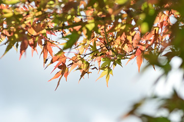Autumn leaves corridor on the shore of Lake Kawaguchi