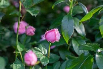 rose / cultivars / The Alnwick Rose / ジアレンウィックローズ