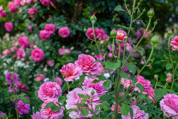 Obraz premium rose / cultivars / Princess Alexandra of Kent / プリンセスアレキサンドラオブケント