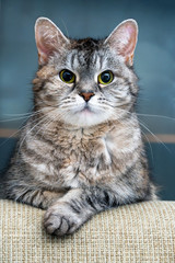 Gray striped cat with green eyes on a blue background. Veterinary and pet food