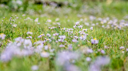 flowers
summer
land
purple
grass