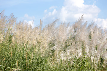 Fototapeta premium white high grass on windy day in winter season