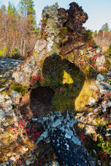 autumn leaves in the park