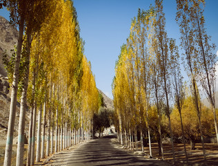 Empty paved road towards Khaplu among yellow leaves poplar trees in autumn against clear blue sky. Ghowari village, Skardu. Gilgit Baltistan, Pakistan.