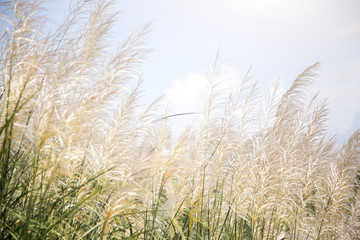Fototapeta premium biała wysoka trawa w wietrzny dzień w sezonie zimowym