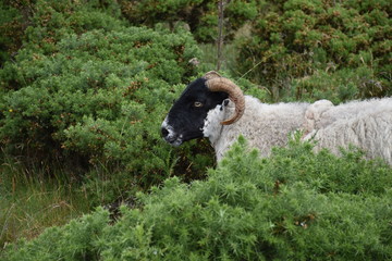 Schaf im Yorkshire in den Büschen