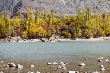 Nature landscape view of Ghanche in autumn season. Colorful trees with turquoise Shyok river and mountain in the background. Gilgit Baltistan, Pakistan.