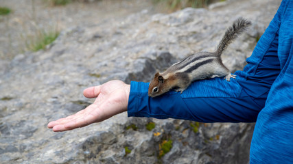 Chipmonk