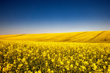 Obraz premium field of sunflowers
