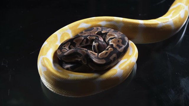 Video of albino and ball phyton on dark glass