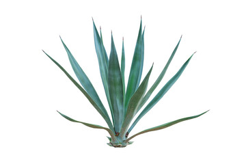 Agave plant isolated on white background. clipping path. Agave plant tropical drought tolerance has sharp thorns