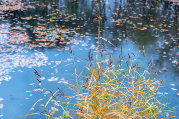 Pond in the autumn park during the rain