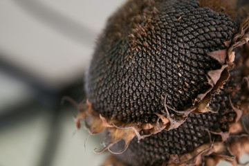 dry sunflower suspended from the ceiling close up with copy space