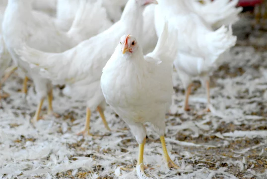 bovans hen