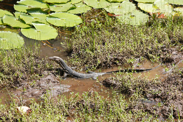 Echse auf Sri Lanka