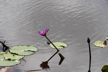 Tropische Pflanzen in S&uuml;dostasien