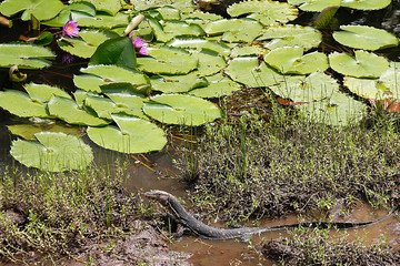 Tropische Pflanzen in Südostasien