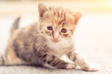 Fototapeta na wymiar Cute sad little cat cub