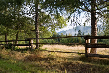 forest farmland fenced with wooden fence