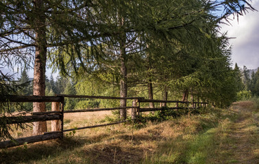 forest farmland fenced with wooden fence
