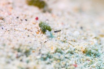 ウサギモウミウシ