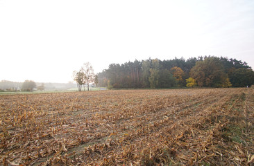 plowed corn field in the morning, autumn, Poland, Europe