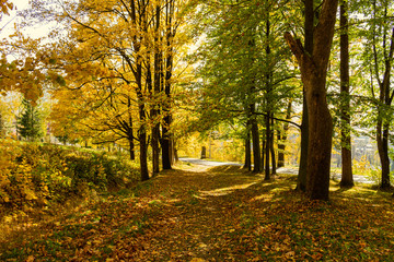 Autumn maple leaves isolated on nature background