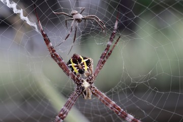 spider on web