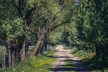 Obraz premium Dirt road near small village in Masovian Voivodeship of Poland