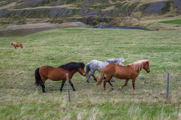 Naklejka na ściany i meble Icelandic horses seen from a national Route 1 called Ring Road in northern part of Iceland